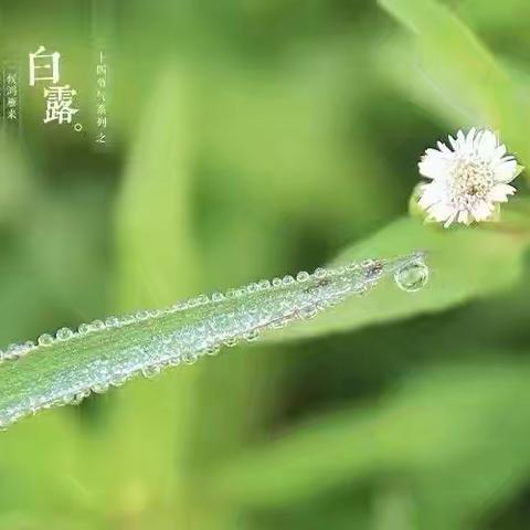 白露至·秋意浓—九色鹿百合分园大暑节气主题活动