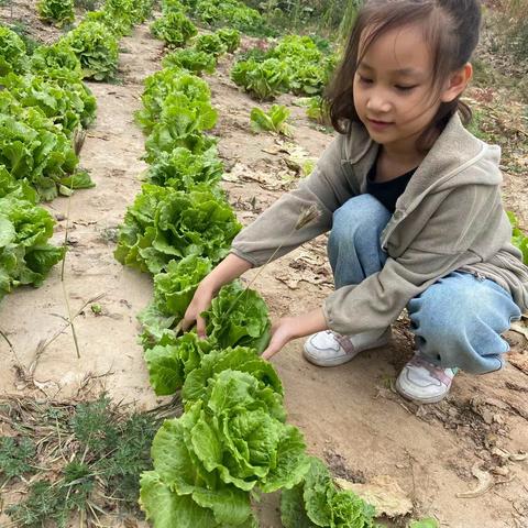 黄河路小学二年级三班任一萌双节实践活动