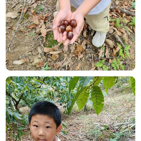 国庆节，爸爸妈妈带我和哥哥一起回奶奶家。我们到山上去捡板栗，板栗又大又圆，外面还带着刺。我捡了很多，这次让我体会到了农民伯伯的不易