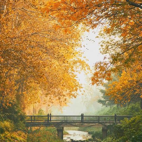 [走遍中国]李记者漫步商都郑州看初冬风景+中广融投[2025年11月]