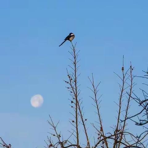 诗句中的风花雪月，春夏秋冬