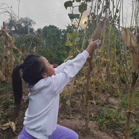 秋天的景色秋天的景色多美呀!清晨，小鸟在树上叽叽喳喳地叫，小草也黄了。秋天的田野十分喜人，稻田一片金黄，棉田一片雪白，大豆粒粒饱，高粱乐笑弯了腰。到处是丰收的景象。秋天的果园格外好看，圆圆的苹果笑红了