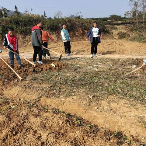 劳动励心志  实践促成长——白花小学劳动实践活动