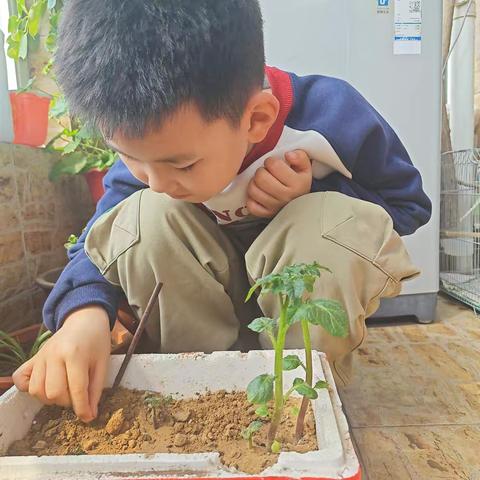 五一劳动节——种辣椒 3.4曹子轩
