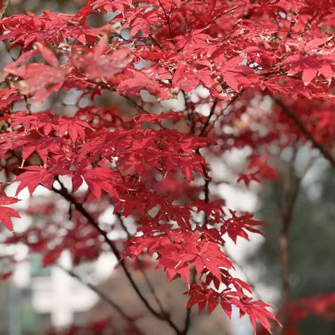 追逐光，靠近光，成为光——记河南省“万名校长培训计划”第三期固始学员成长之路