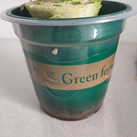 从一个菜根说起