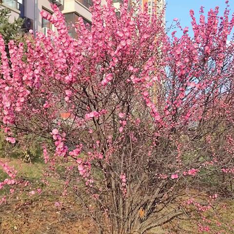 【附中学子这样过清明小假期】鸟语花香，踏青趣——忻州师范学院附属中学初一22班4组同学假期实践活动