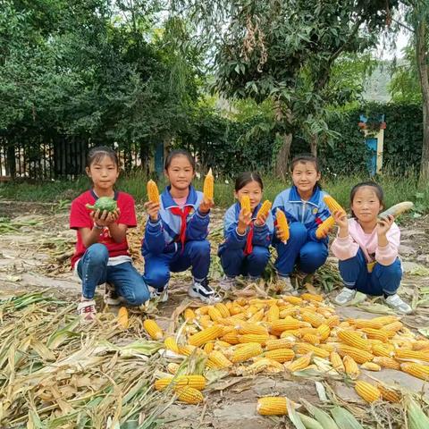 汗水浇灌成长 劳动创造幸福——新添中心小学五（1）班学生秋收劳动实践活动掠影