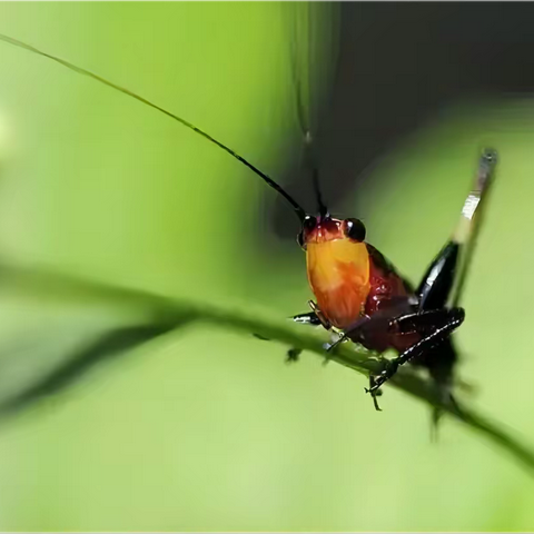 立夏至，万物长！——五全小学部二年级中医药实践活动