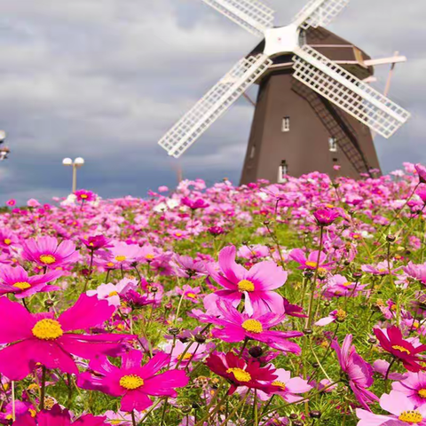 明春我们再盛开——浅记武师附小明德校区六(2)班劳动实践