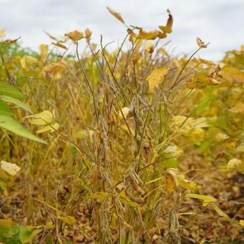 丰收的季节