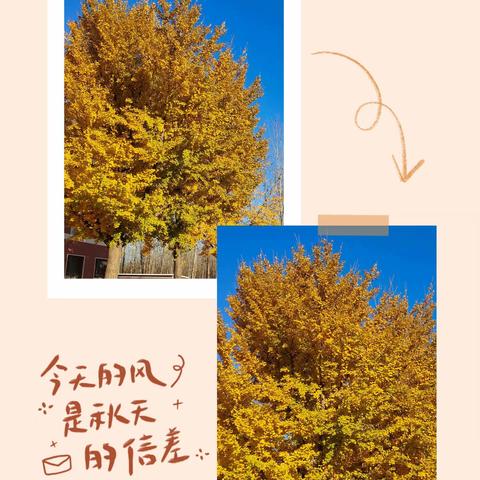 落叶•拾记🍂🍁🌿阳光宝贝幼儿园拾捡落叶，拥抱自然主题活动