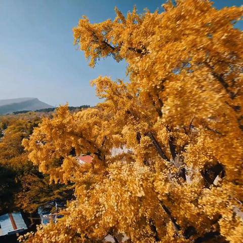 13号周六:江南户外45元禹州灵泉寺、看两千年的古银杏树，逛凤凰山土匪寨、山顶大草原溜腿、四大陶瓷名镇~ 神垕古镇买瓷器