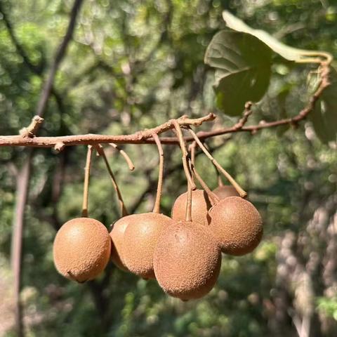 21号周日鲁山孤马岭沙河沟 摘猕猴桃，八月炸，板栗，野蘑菇，野葡萄 线路全程约7公里，拔高300米，