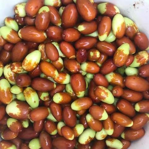 13号周日亲子游:摘枣｜拔花生｜挖红薯｜砍甘蔗
