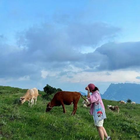 郑州版阿勒泰｜嵩顶空中草原开满野花牛群吃草｜嵩阴森林公园采蘑菇｜荻花飞舞｜挖甘蔗｜红薯｜摘冬瓜｜
