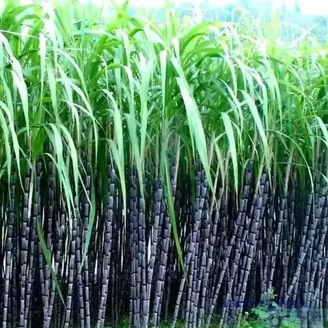 野线亲子:巩义达西沟｜29道拐｜小挂壁｜山野拾趣｜红叶初红｜挖甘蔗红薯摘红薯叶｜摘冬瓜｜薅生菜｜｜逛花圃