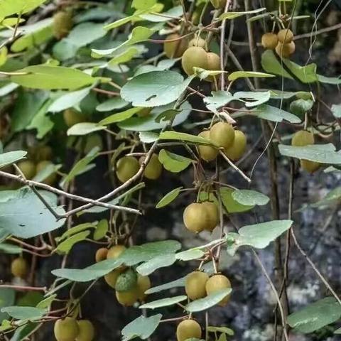野线亲子户外:鲁山大南沟｜挖水晶｜捡板栗｜摘辛夷｜山茱萸｜采蘑菇｜