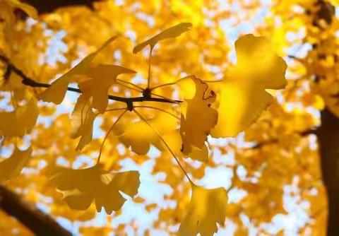 静宁古城初中学员简篇         “国培计划（2023年）”平凉培训学习纪实