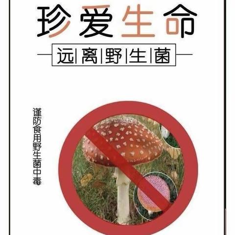 富宁归朝孟村小状元幼儿园“禁食野生菌”食品安全宣传教育