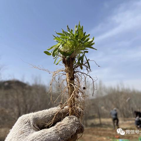 探索自然的奇妙——六6班植物果实科普课堂