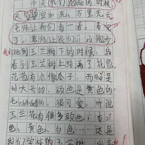 百字作文—玉兰花  三次优秀作品