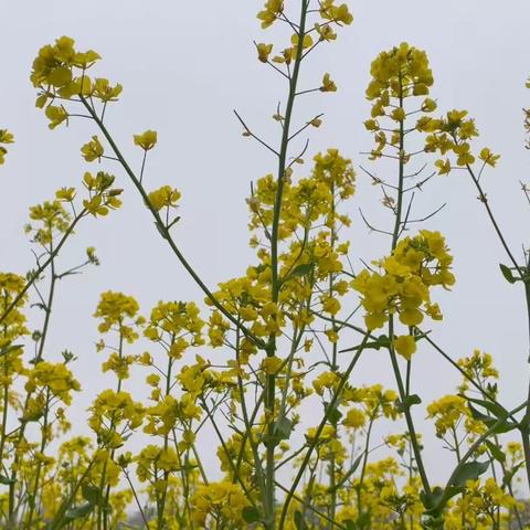 有一种春天叫油菜花开——四二班不织布校本课程