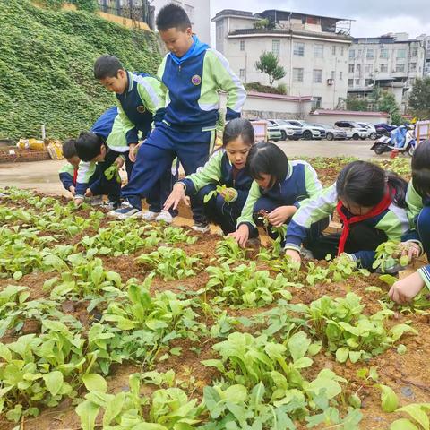 371班劳动实践“纸上得来终觉浅，绝知此事要躬行”