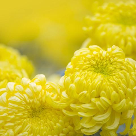 中国传统节日|重阳节