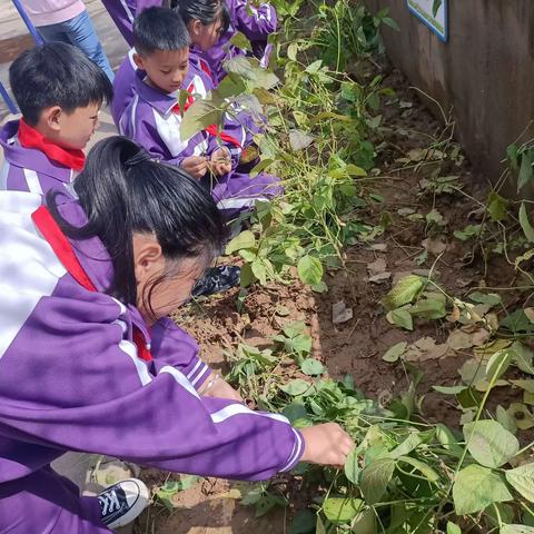 走进田间地头     体验劳动之乐