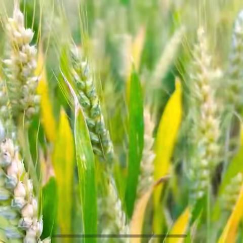 【风吹麦浪·趣探麦田】——钟山区梦之心幼儿研学活动