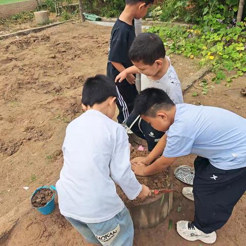 清平镇中心幼儿园户外观察记录之玩土长大的孩子