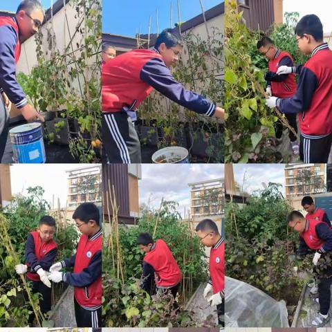 实践锻炼意志，劳动成就未来——育英实验中学七年一班社会实践