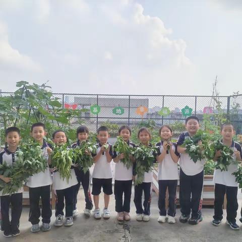 阳光下的耕耘与收获  一年级六班的绿色成长记