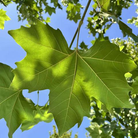 秋天的落叶🍂 ——实验幼儿园花园路总园中班三   班本课程