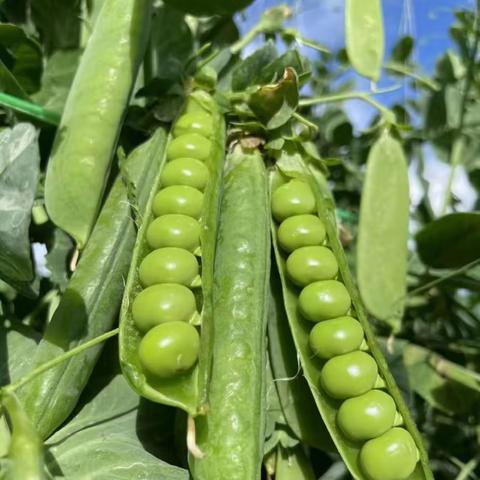 豌豆小战士：剥开豌豆的秘密——光明路幼儿园社会实践课