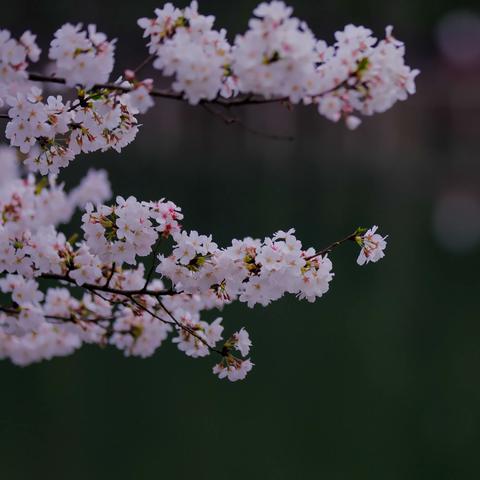 “幸得三月樱花舞，从此阡陌多暖春”。又到了一年一度赏樱季节，来到长沙植物园开始浪漫寻樱之旅。