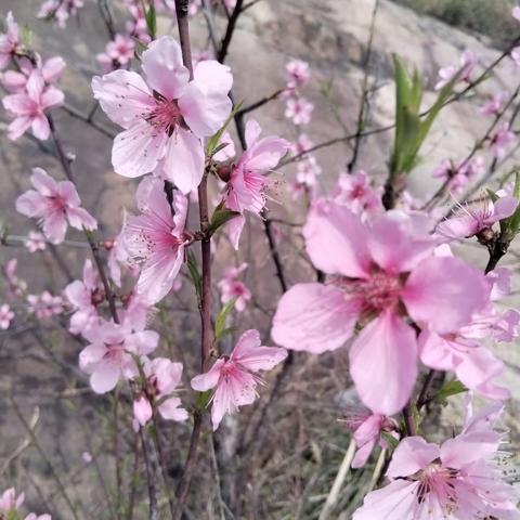 2024年3月30日 神仙洞 春暖花开奔你而来 阳春三月，万物复苏，愿春风不寒，人间温暖，时光不老，你我平安，愿你眼中有光，心中有爱，愿你一路春暖花开！