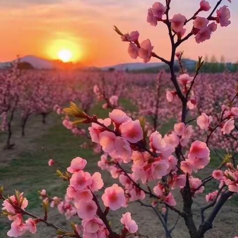 中一班艺术领域《桃花开了》