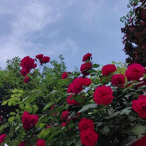 高三语文组备课活动