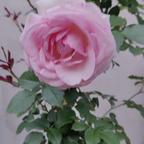 记高三语文组备课活动