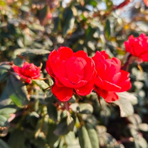 记高一语文组备课活动