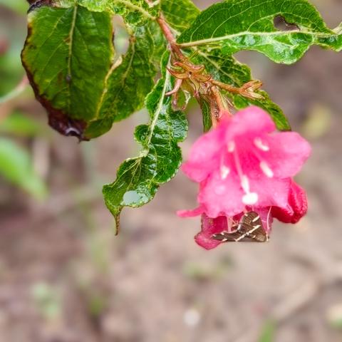 秋雨润红叶，欢声话教研——记语文教研组活动