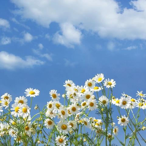 记高二语文组备课活动