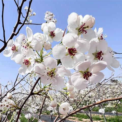 卓安梨花颂