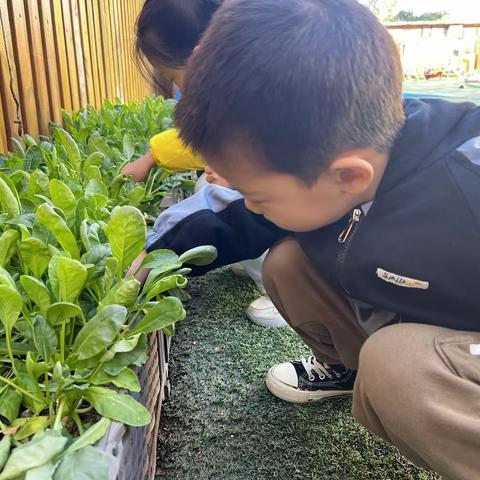 深圳市宝安区石岩应人石第二幼儿园中一班——《动物狂欢节》主题结题活动