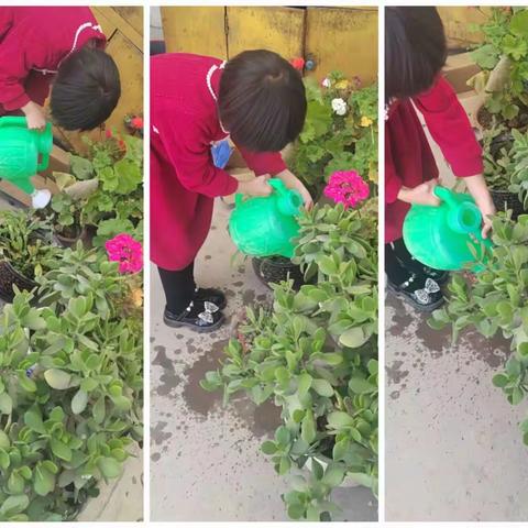 美化家居环境，体验劳动乐趣——记一年级六班劳动作业之给家里的绿植浇水