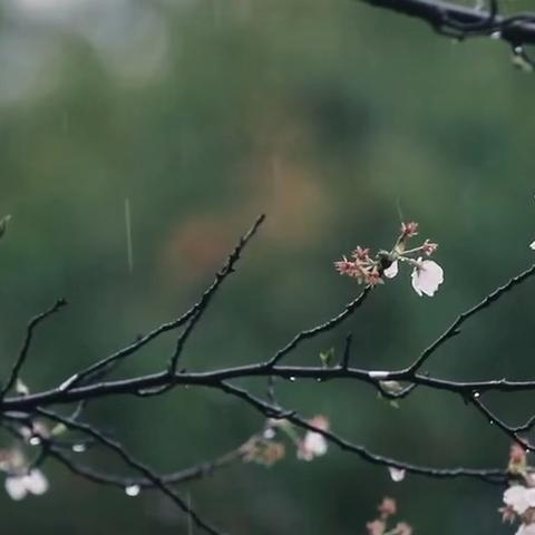 西炮台前缅忠魂 清明时节砺初心——东风小学传承红色基因祭奠英烈活动 ‍                                       五年五班中队 ‍ ‍