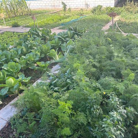 翰林“珍”集—绽放精彩——“蒜”出精彩