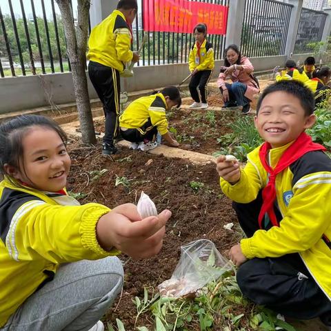 【秋耕正当时 播种新希望】桂林市临桂区城区第一小学三年级秋耕进行时